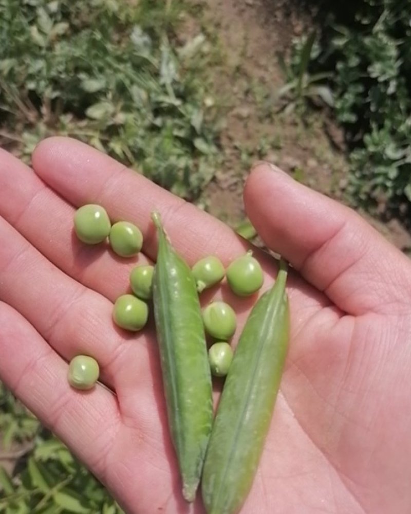 新鲜豆夹