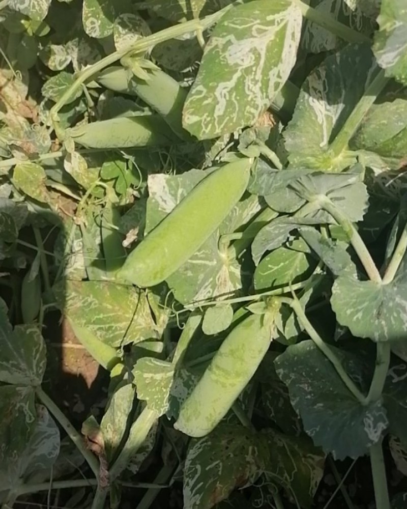 新鲜豆夹