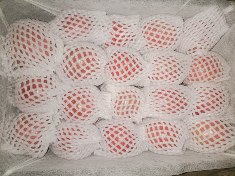 【整箱批发】普罗旺斯西红柿对接北上广一线城市客户欢迎咨询