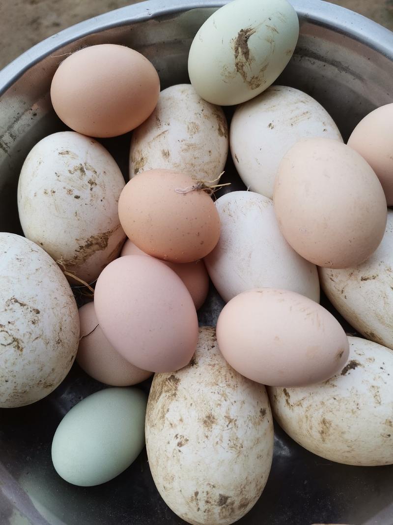 自家散养土鸡蛋，土鹅蛋