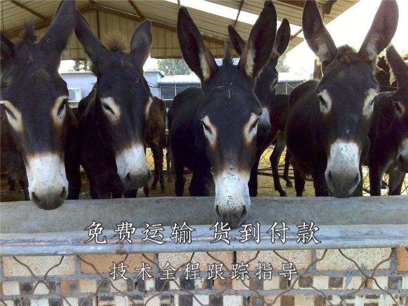 肉驴免费运输货到付款技术培训保障成活率