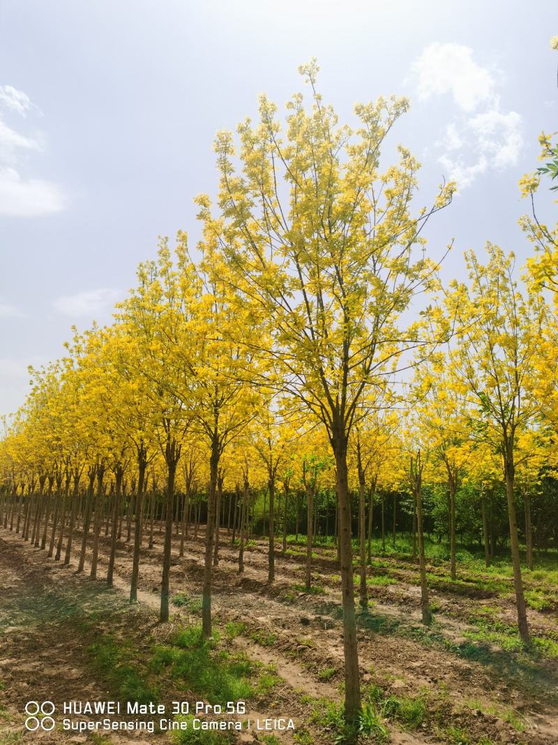 金叶白蜡速生白蜡老白蜡苗圃大量供应大小规格均有