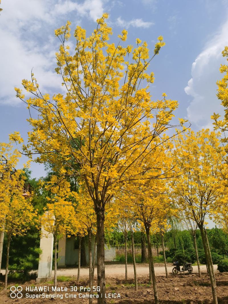 金叶白蜡速生白蜡老白蜡苗圃大量供应大小规格均有