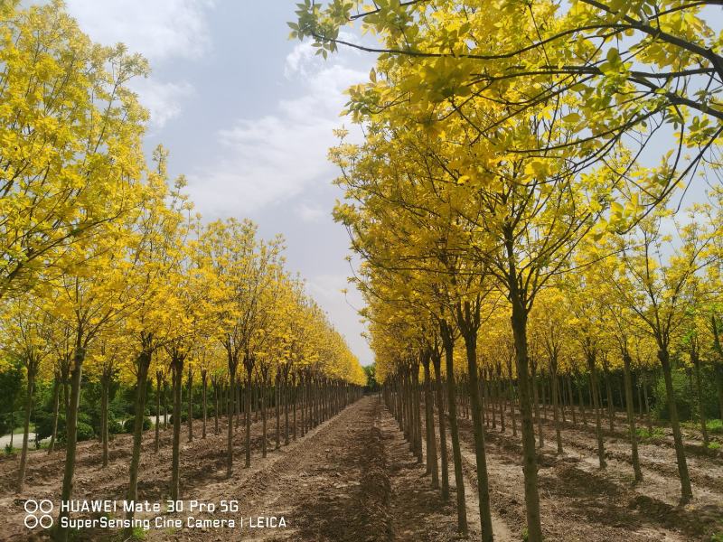金叶白蜡速生白蜡老白蜡苗圃大量供应大小规格均有