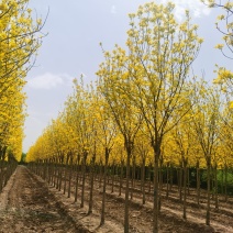 金叶白蜡速生白蜡老白蜡苗圃大量供应大小规格均有