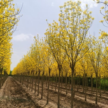 金叶白蜡速生白蜡老白蜡苗圃大量供应大小规格均有