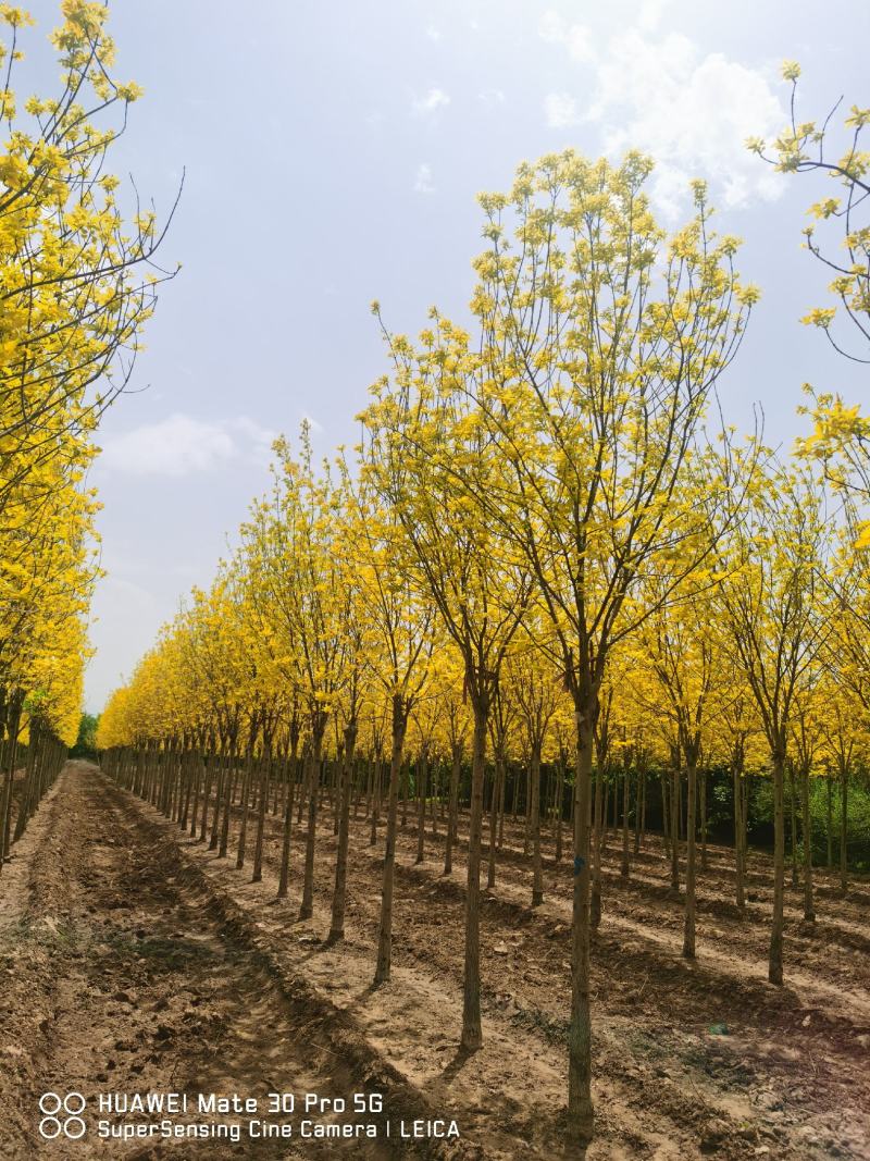 金叶白蜡速生白蜡老白蜡苗圃大量供应大小规格均有