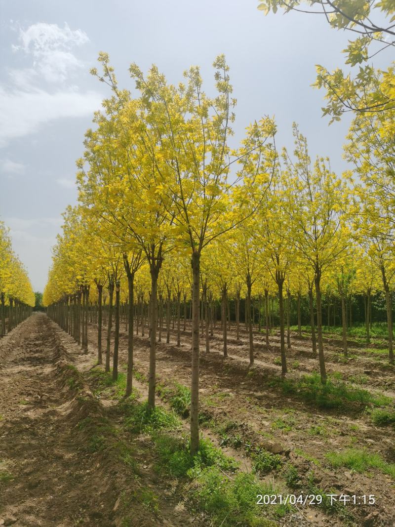 金叶白蜡速生白蜡老白蜡苗圃大量供应大小规格均有