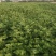 大量出销端午节艾草，新鲜艾草，1000亩基地直发