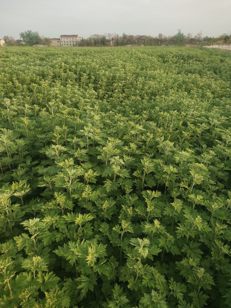 大量出销端午节艾草，新鲜艾草，1000亩基地直发