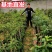 纯正陕西卫矛嫁接金丝吊蝴蝶，当年开花结果。