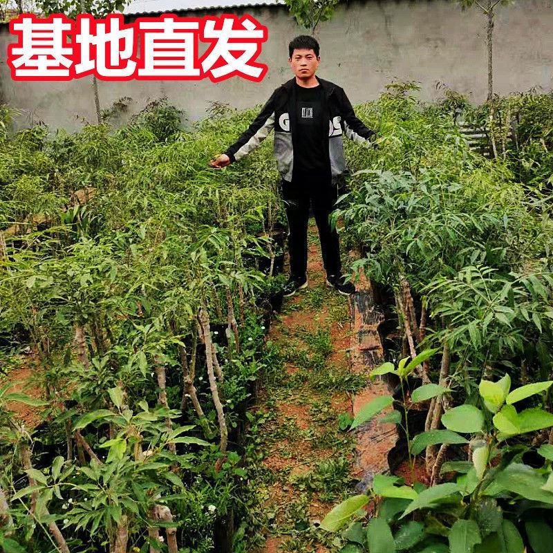 纯正陕西卫矛嫁接金丝吊蝴蝶，当年开花结果。