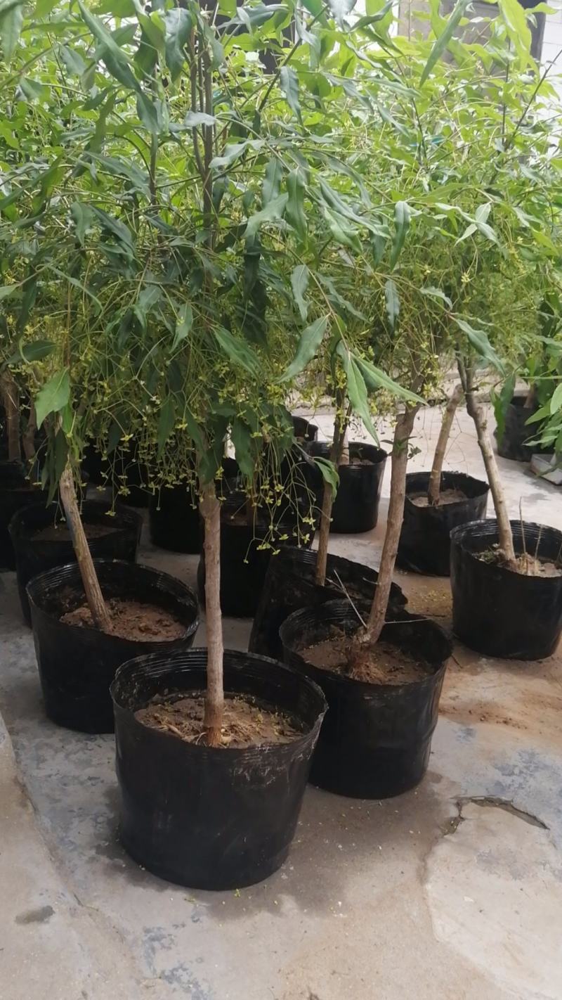纯正陕西卫矛嫁接金丝吊蝴蝶，当年开花结果。