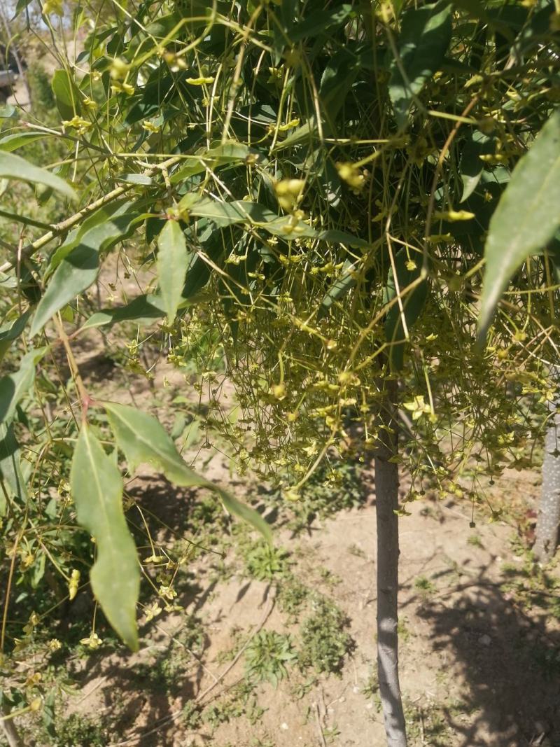 纯正陕西卫矛嫁接金丝吊蝴蝶，当年开花结果。