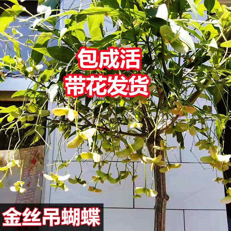 纯正陕西卫矛嫁接金丝吊蝴蝶，当年开花结果。