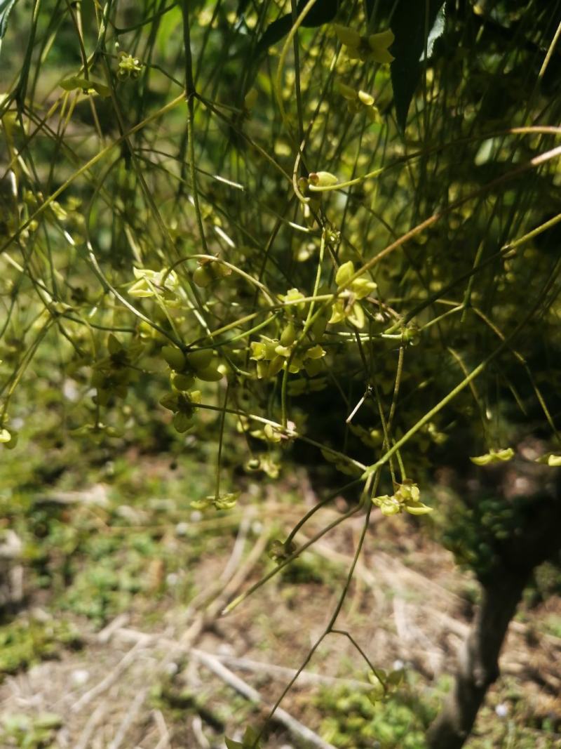 纯正陕西卫矛嫁接金丝吊蝴蝶，当年开花结果。