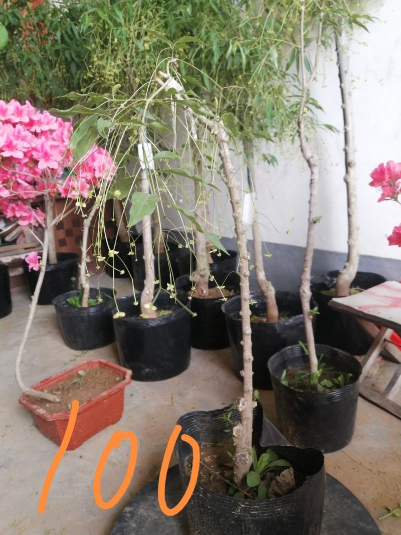 纯正陕西卫矛嫁接金丝吊蝴蝶，当年开花结果。