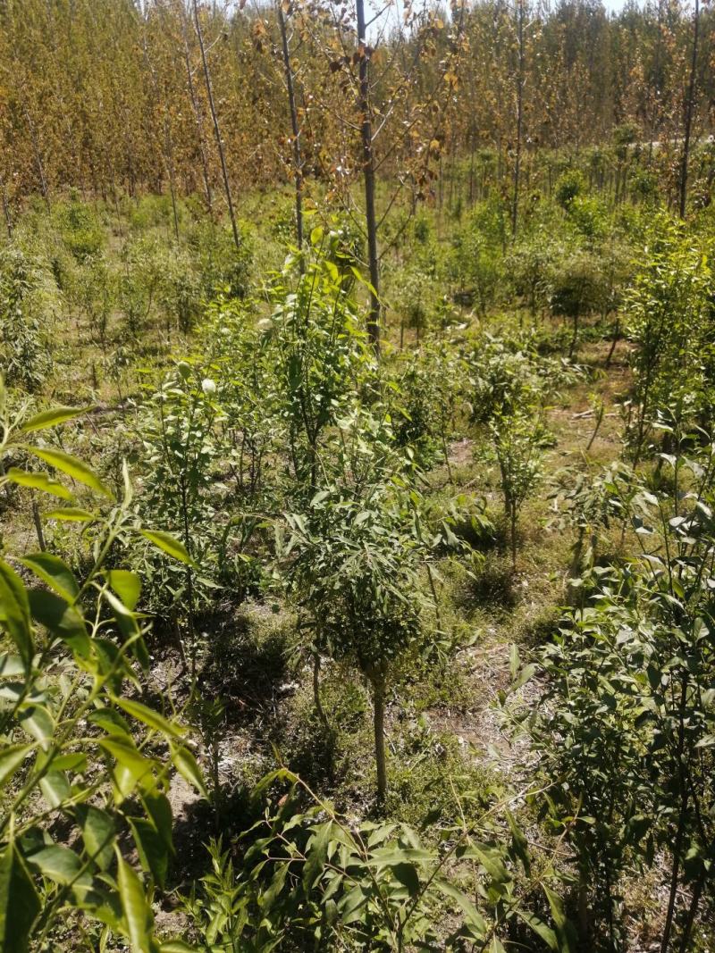 纯正陕西卫矛嫁接金丝吊蝴蝶，当年开花结果。