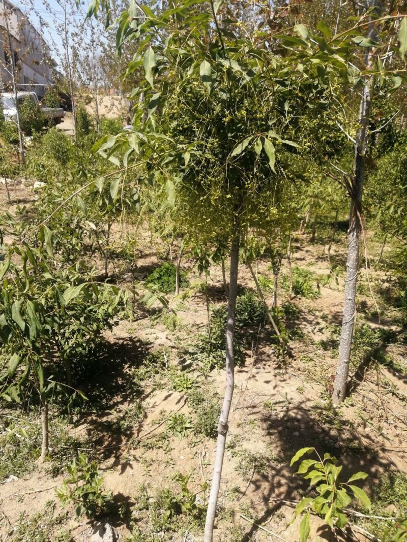纯正陕西卫矛嫁接金丝吊蝴蝶，当年开花结果。