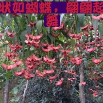 纯正陕西卫矛嫁接金丝吊蝴蝶，当年开花结果。