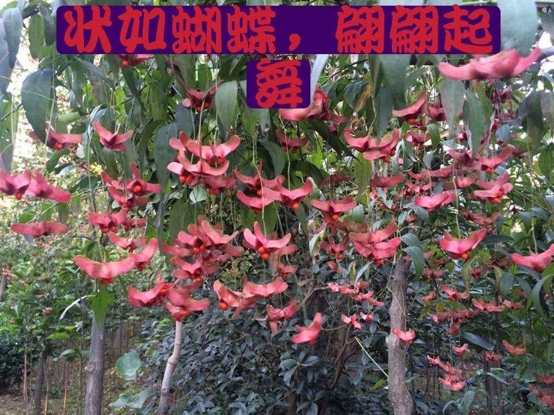 纯正陕西卫矛嫁接金丝吊蝴蝶，当年开花结果。