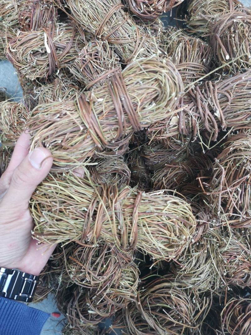 【精品】无叶鸡骨草《产地直销》纯无硫靓货