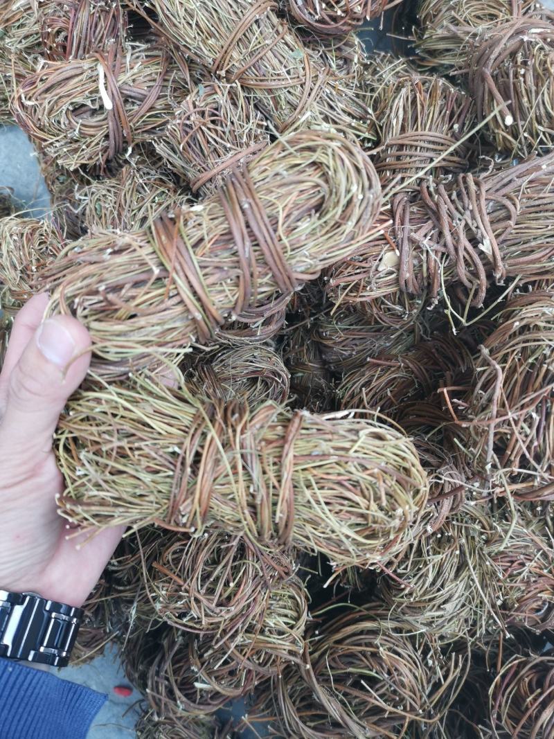【精品】无叶鸡骨草《产地直销》纯无硫靓货