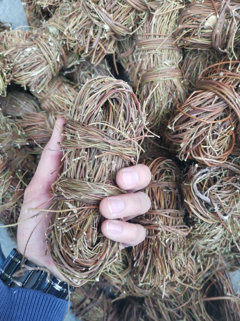 【精品】无叶鸡骨草《产地直销》纯无硫靓货