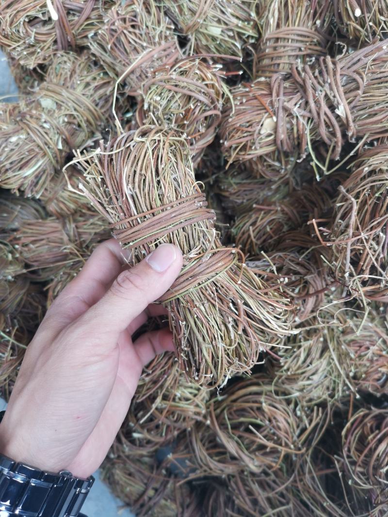 【精品】无叶鸡骨草《产地直销》纯无硫靓货