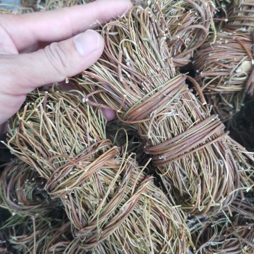 【精品】无叶鸡骨草《产地直销》纯无硫靓货