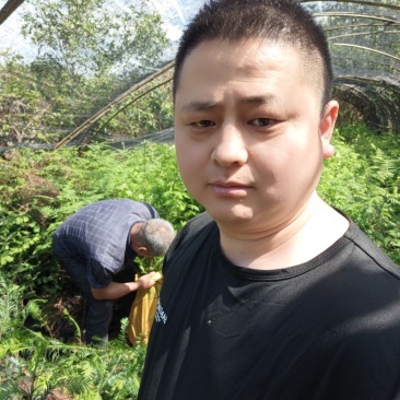 基地直批南方红豆杉红豆杉树苗室内外工程苗