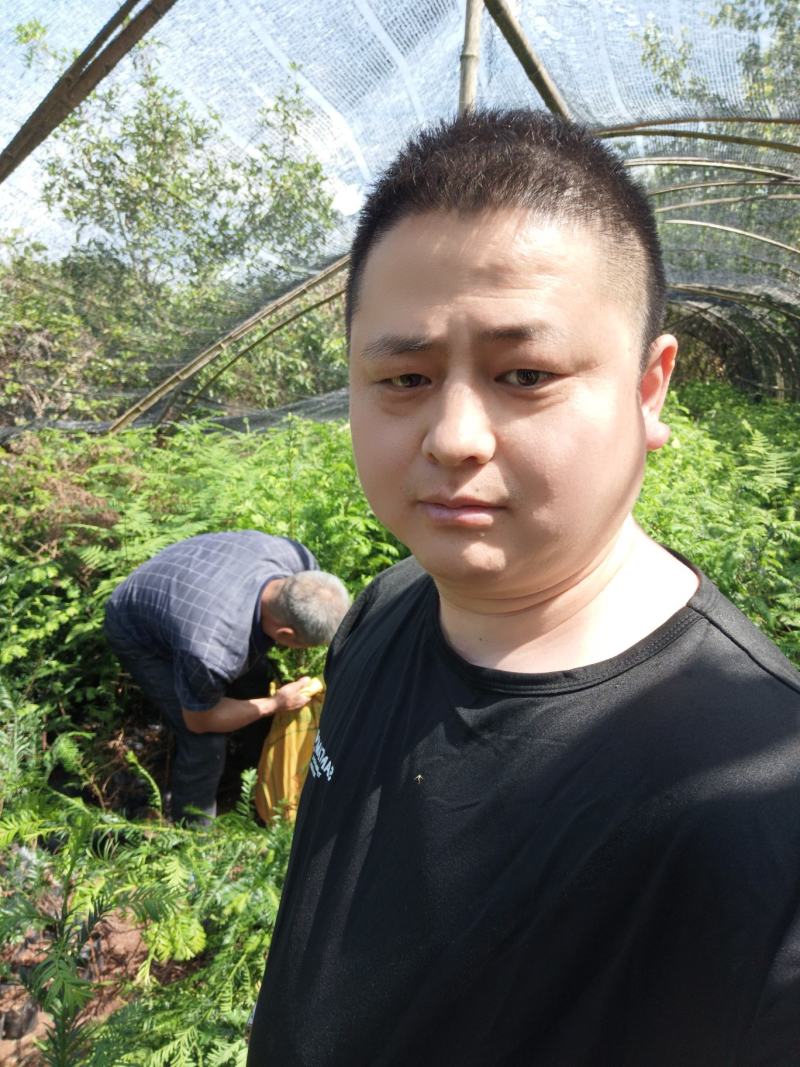 基地直批南方红豆杉红豆杉树苗室内外工程苗
