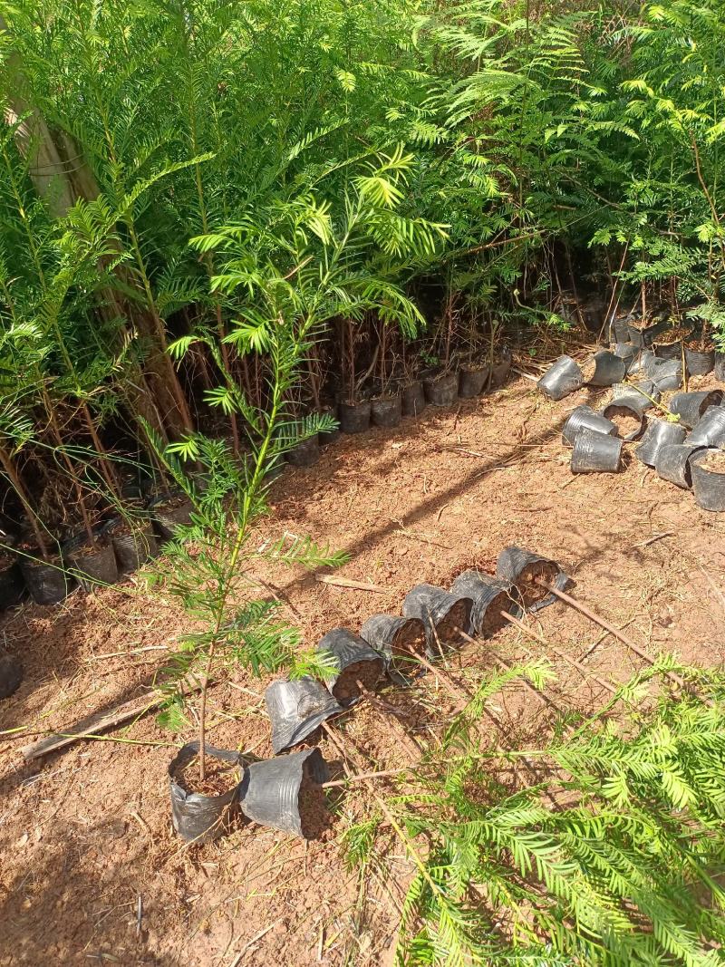 基地直批南方红豆杉红豆杉树苗室内外工程苗