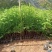 基地直批南方红豆杉红豆杉树苗室内外工程苗