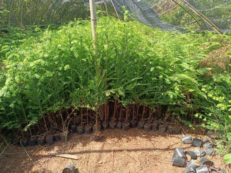 基地直批南方红豆杉红豆杉树苗室内外工程苗