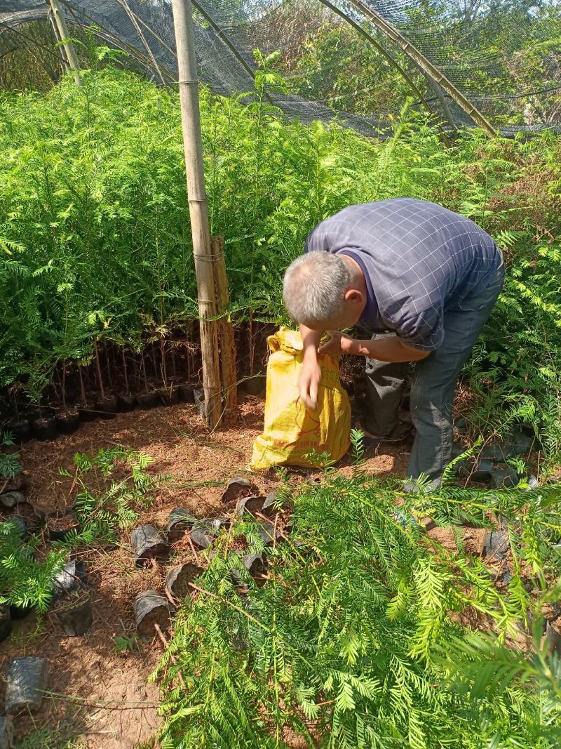 基地直批南方红豆杉红豆杉树苗室内外工程苗