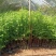 基地直批南方红豆杉红豆杉树苗室内外工程苗