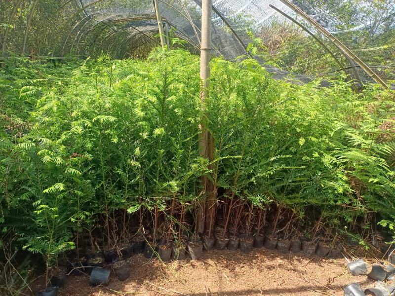 基地直批南方红豆杉红豆杉树苗室内外工程苗