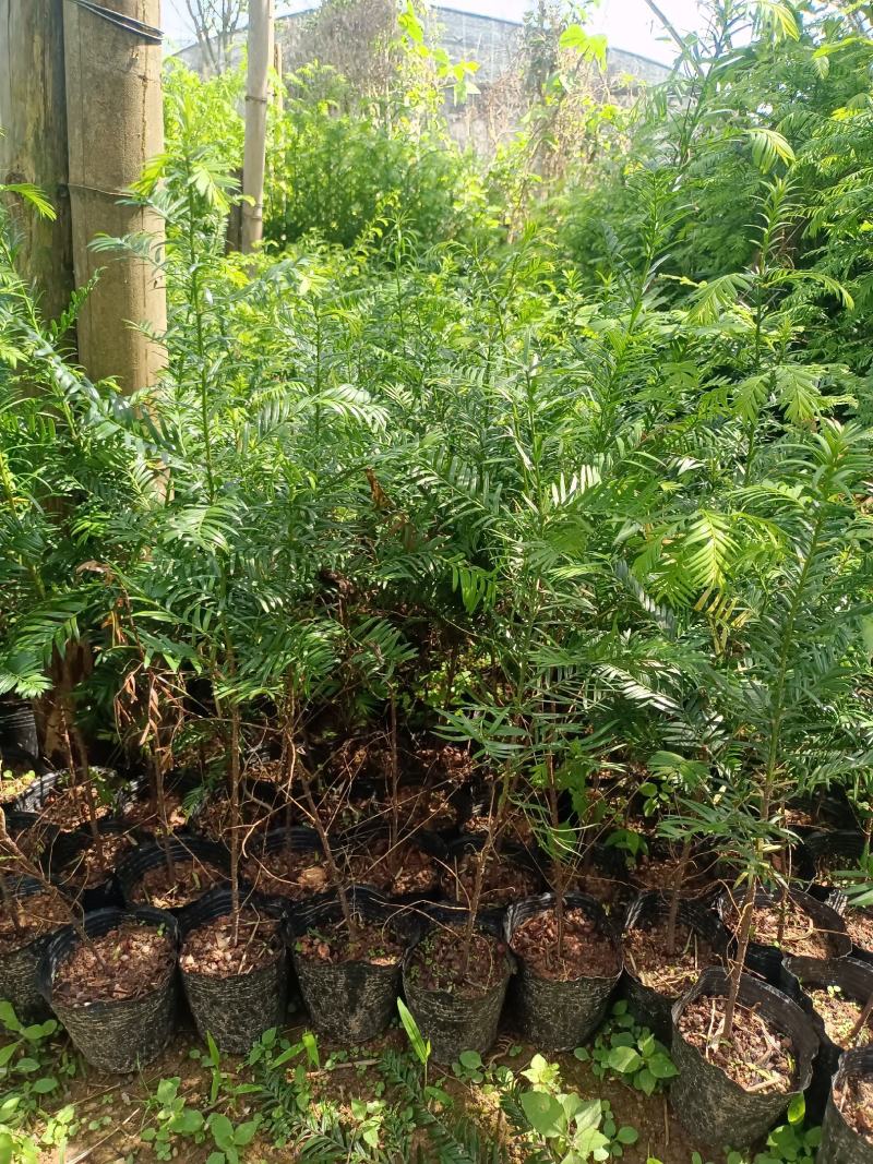 基地直批南方红豆杉红豆杉树苗室内外工程苗