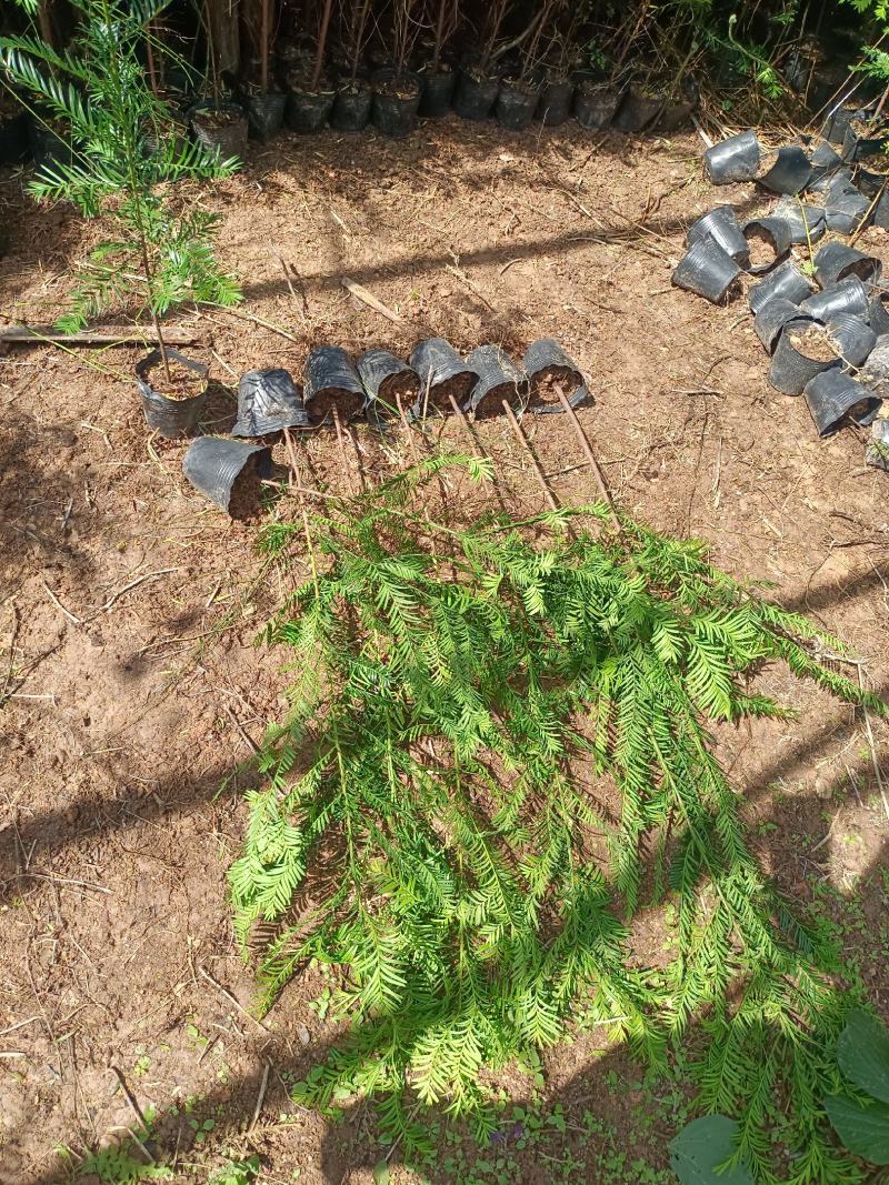 基地直批南方红豆杉红豆杉树苗室内外工程苗