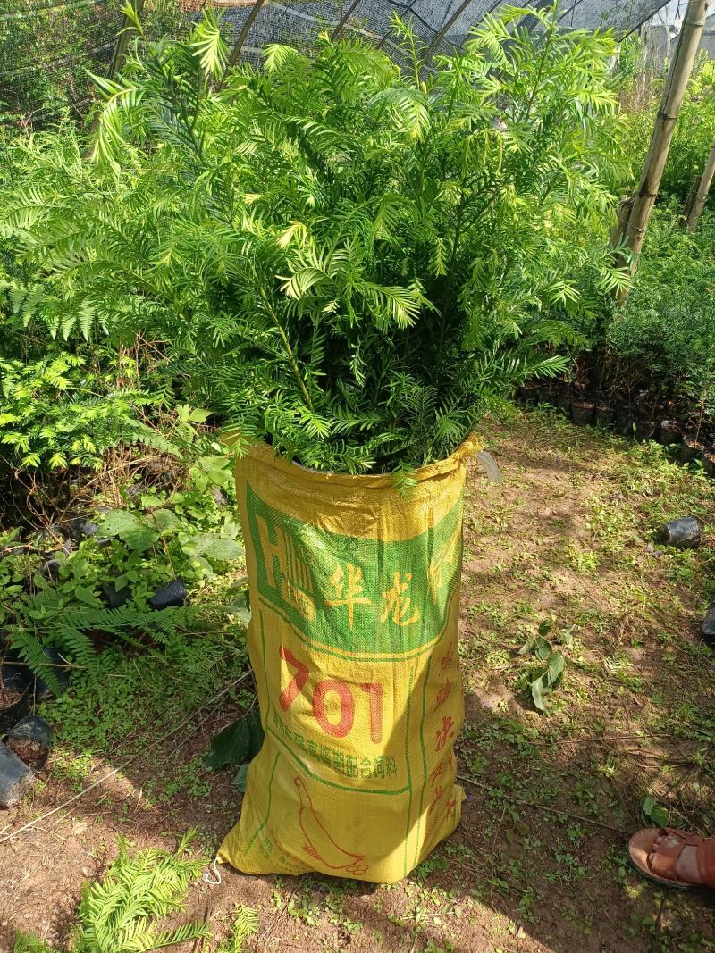 基地直批南方红豆杉红豆杉树苗室内外工程苗