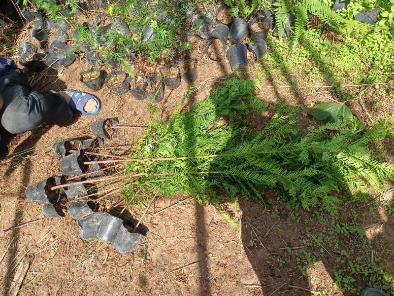 基地直批南方红豆杉红豆杉树苗室内外工程苗