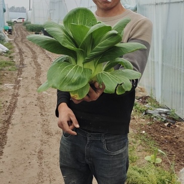【精品】油菜蔬菜内有大型冷库，冷链物流配送一条龙服务