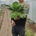 【精品】油菜蔬菜内有大型冷库，冷链物流配送一条龙服务