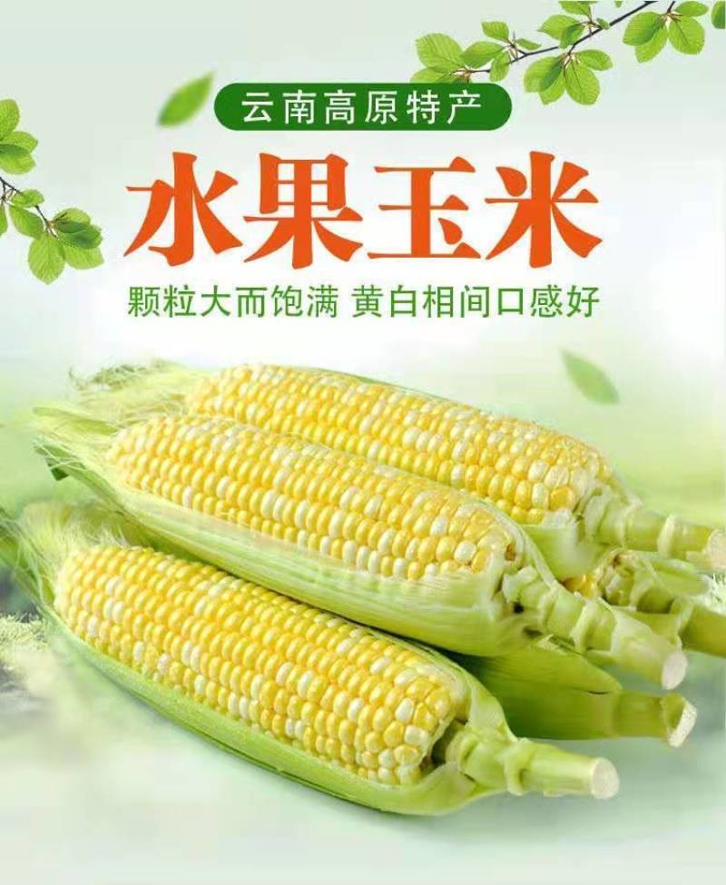 云南甜玉米现摘现发【电商代发】