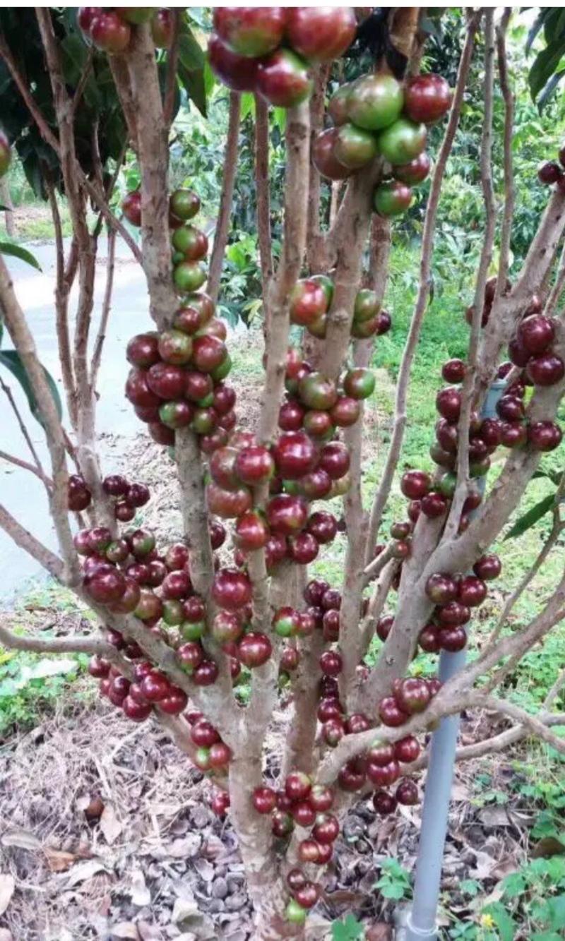 四季艾斯卡嘉宝果树苗盆栽艾斯卡优质苗名贵果苗树葡萄