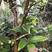 四季艾斯卡嘉宝果树苗盆栽艾斯卡优质苗名贵果苗树葡萄