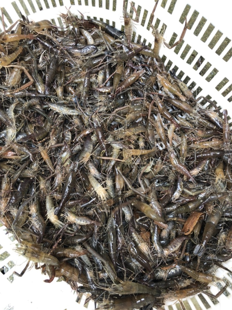 碱淡水河虾