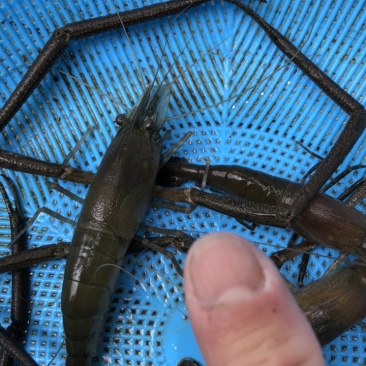碱淡水河虾