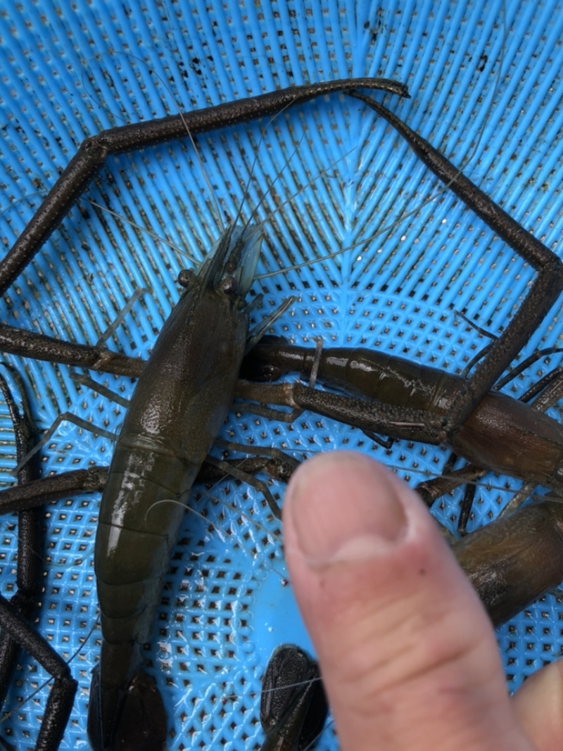 碱淡水河虾